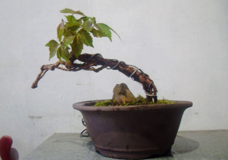 SDC12160.jpg