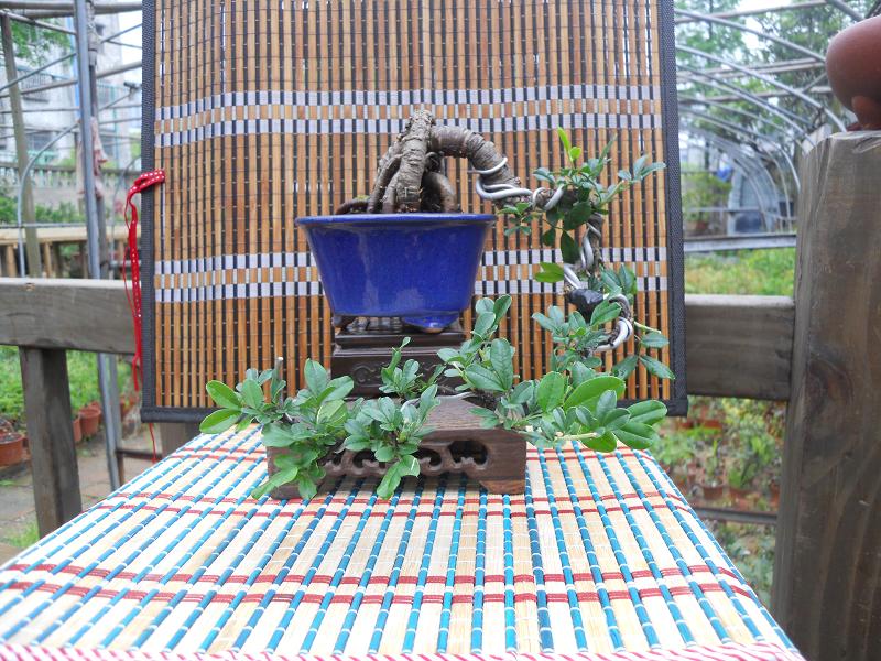 2012-3-5辰 347.jpg