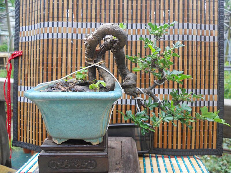2012-3-5辰 340.jpg