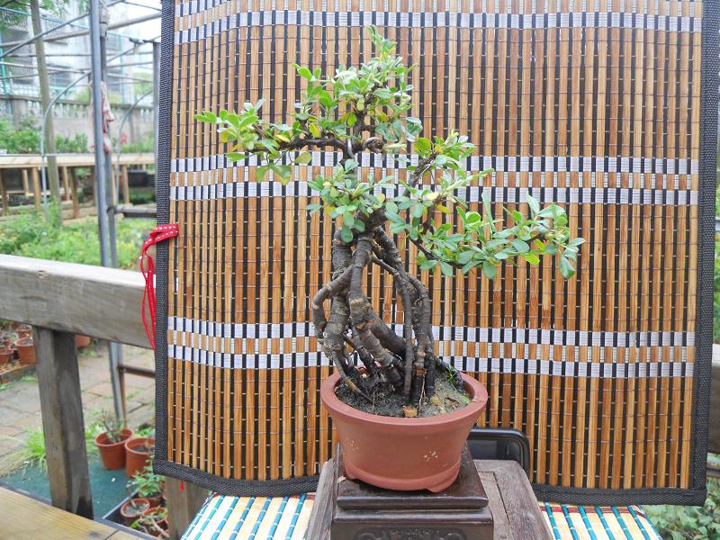 2012-3-5辰 342.jpg