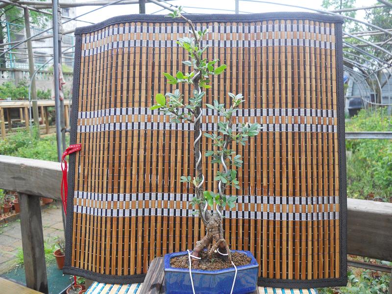 2012-3-5辰 338.jpg