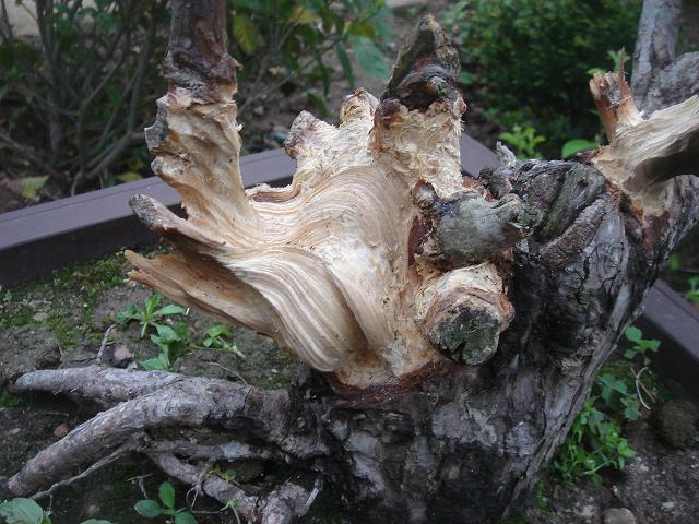 DSC05826.JPG