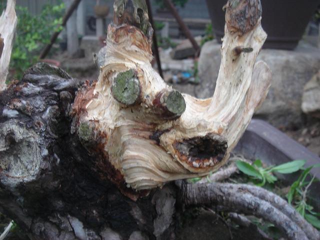 DSC05824.JPG