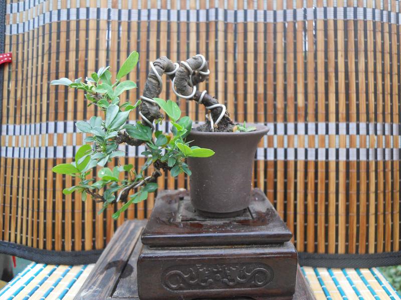2012-3-5辰 333.jpg