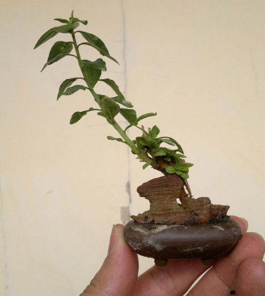 20120425851.jpg