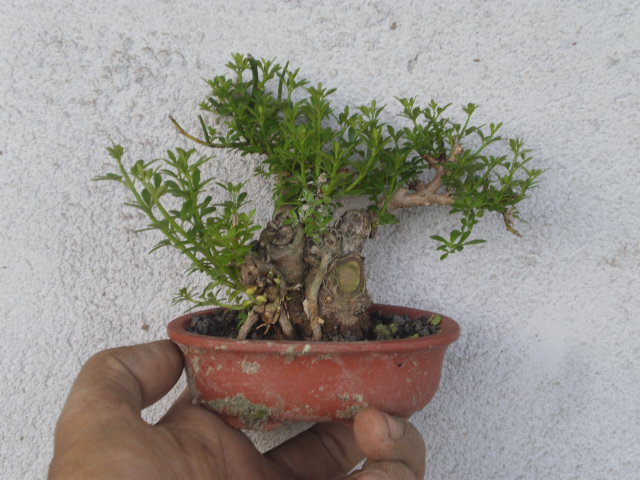 P3290161.JPG