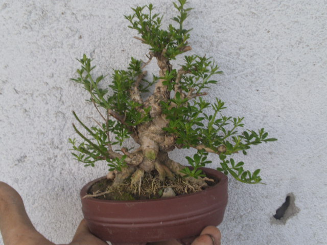 P3290164.JPG