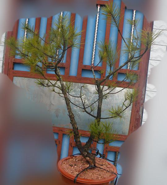 Ƭ 006_.jpg
