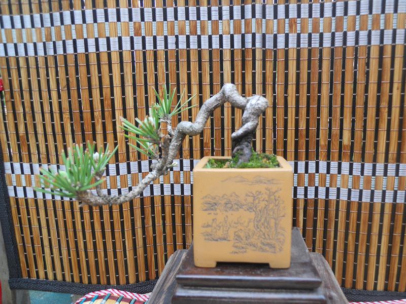 2012-3-5辰 325.jpg
