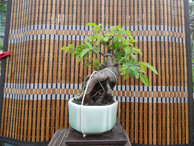 2012-3-5辰 330.jpg
