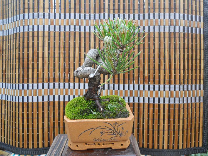 2012-3-5辰 332.jpg