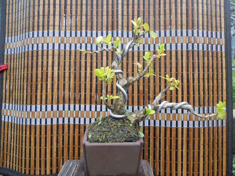 2012-3-5辰 331.jpg