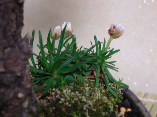 DSC08729.JPG