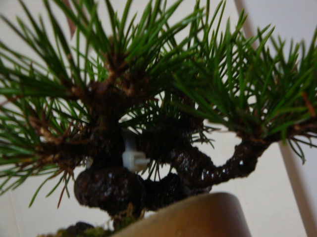 DSC08745.JPG