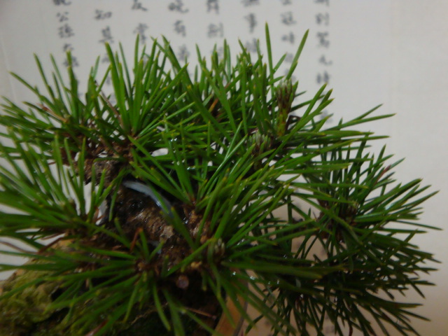 DSC08741.JPG