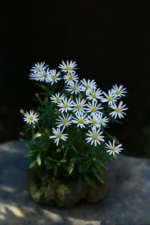 k1939626058.jpg