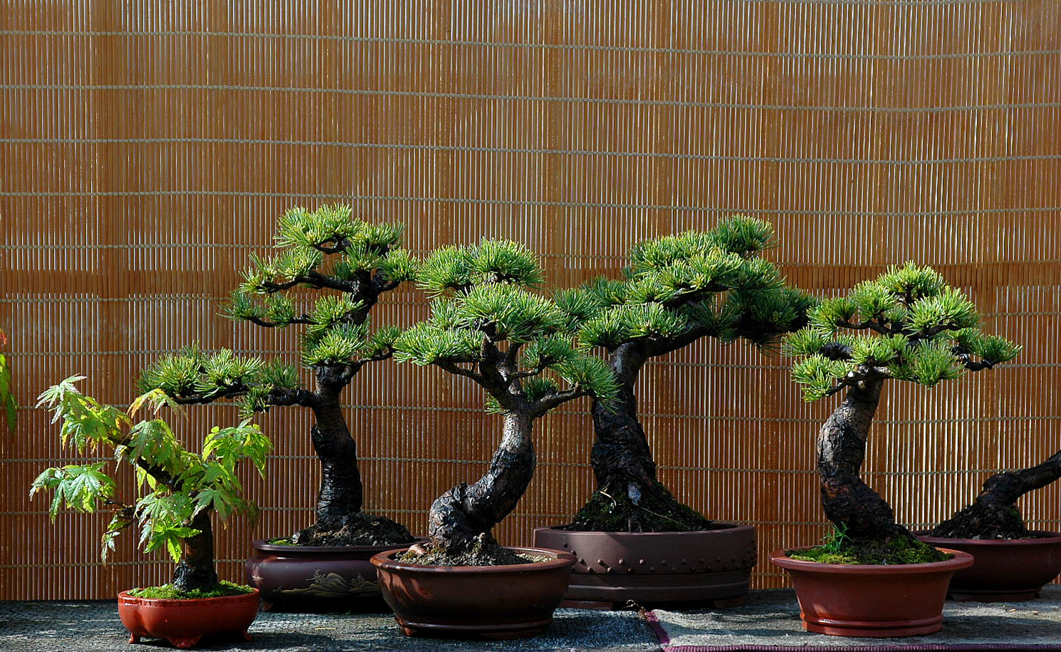 DSC_3687_.jpg