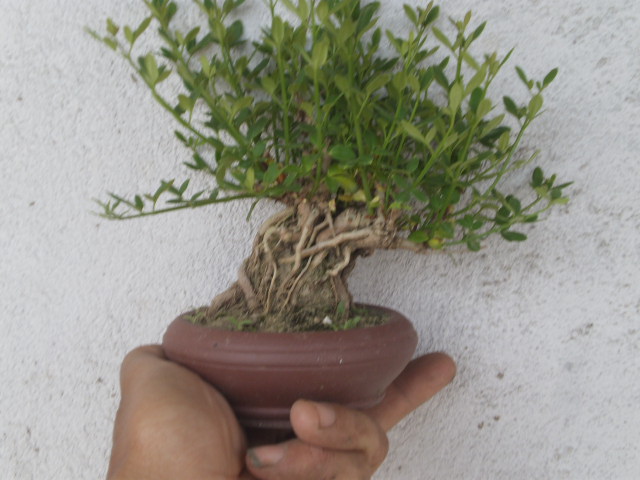 P4010171.JPG