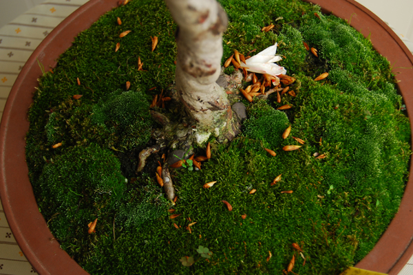 DSC_1257.JPG