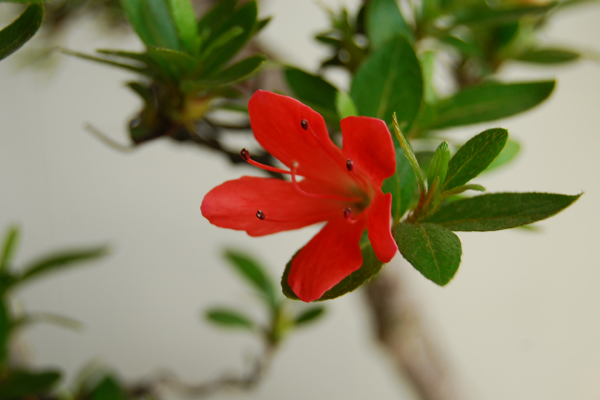 DSC_1260.JPG