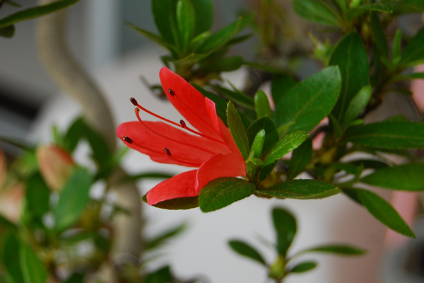 DSC_1274.JPG