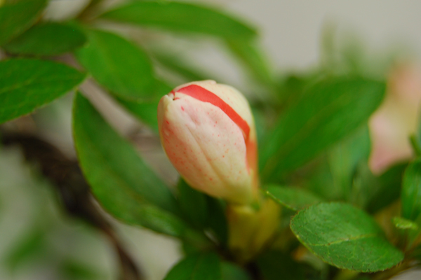 DSC_1339.JPG