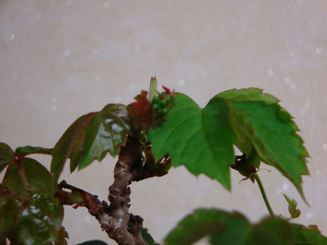 DSC08754.JPG