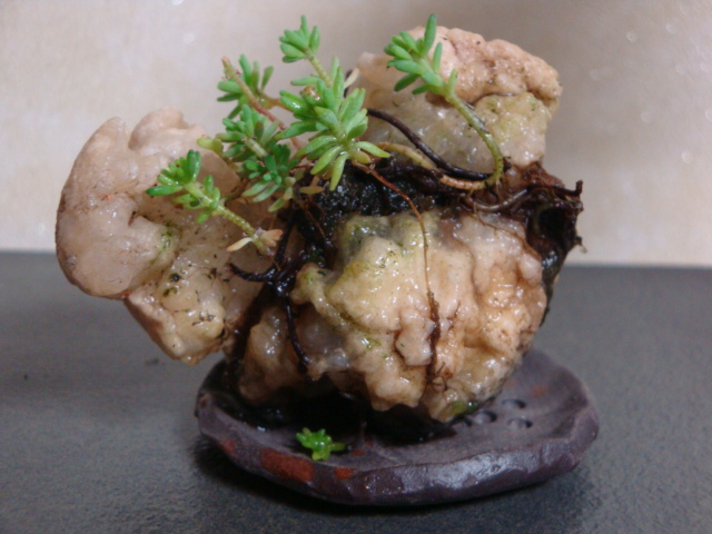 DSC08764.JPG