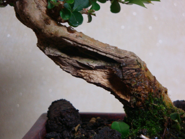 DSC08763.JPG