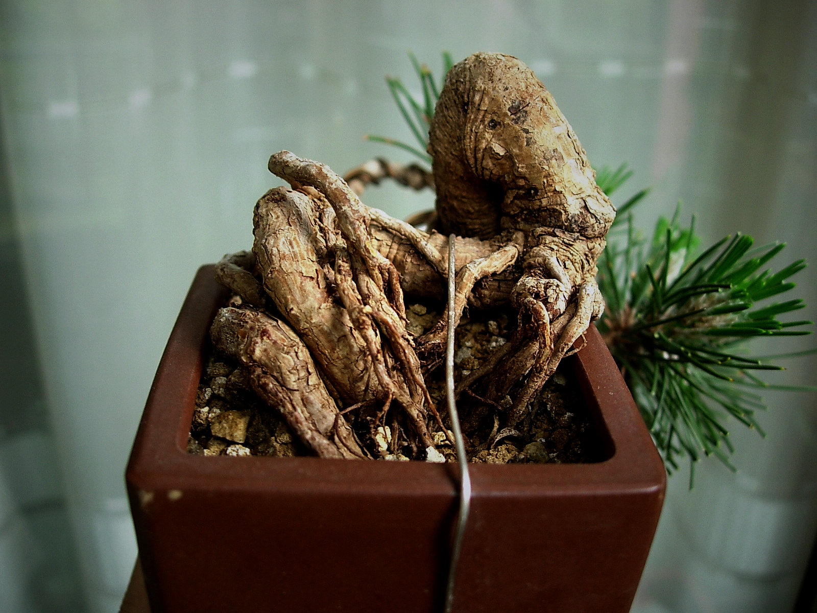 DSCN7709.JPG