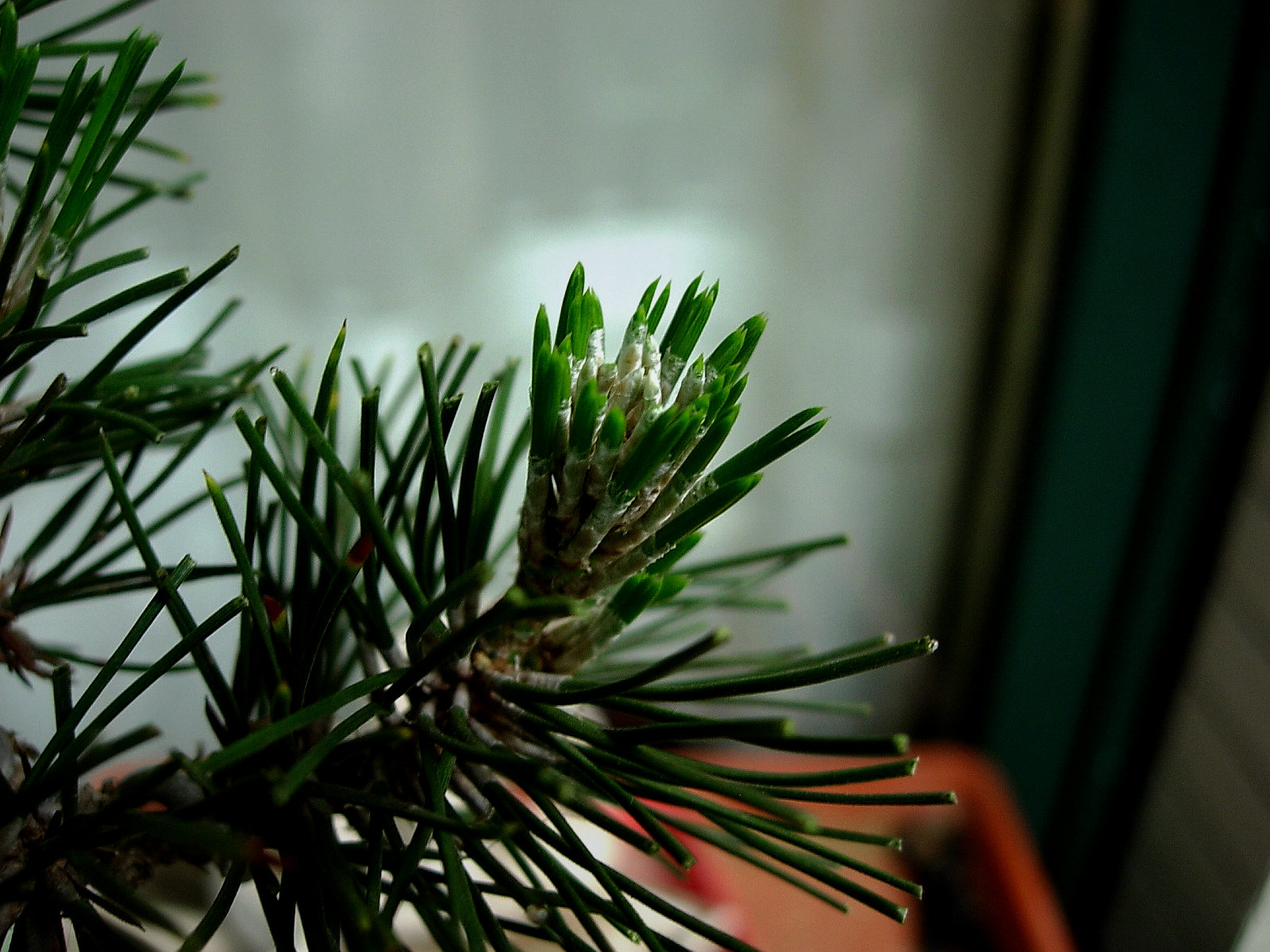 DSCN7713.JPG