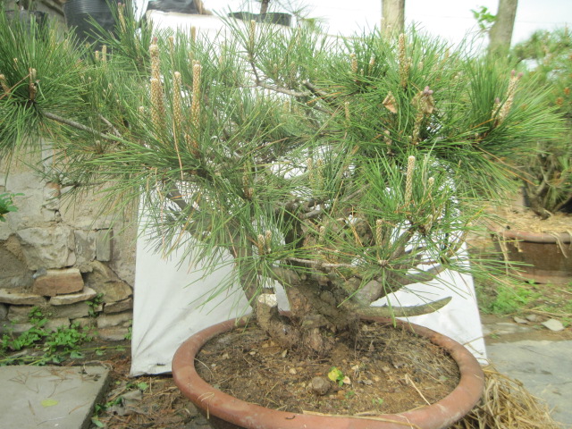 20120429С����Ƭ 023.jpg