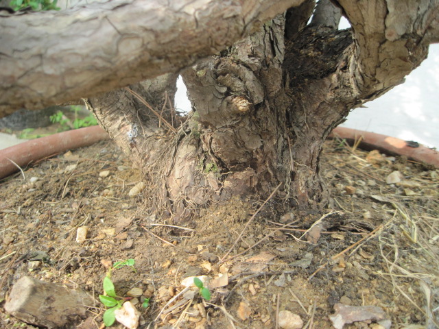 20120429С����Ƭ 025.jpg