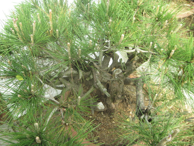 20120429С����Ƭ 028.jpg