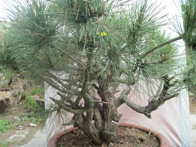 20120429С����Ƭ 032.jpg