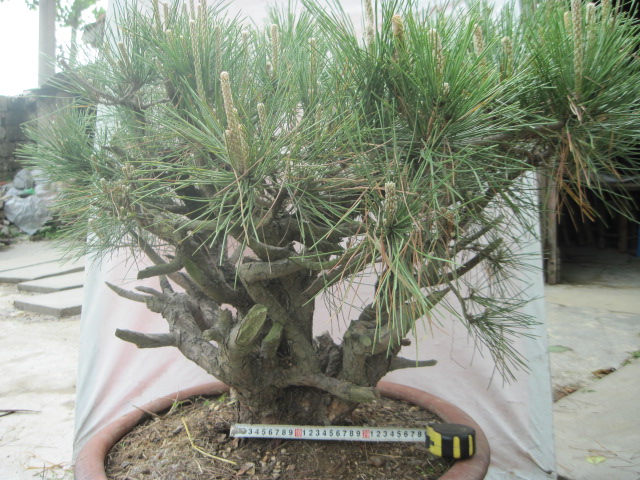 20120429С����Ƭ 033.jpg