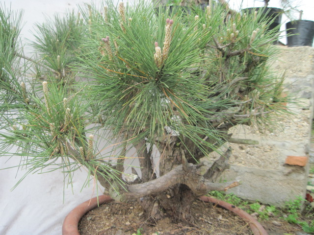 20120429С����Ƭ 035.jpg