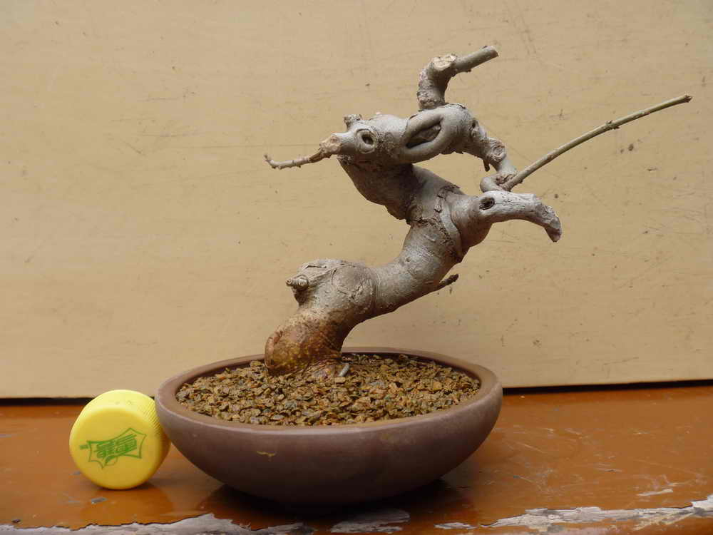P1010461.JPG