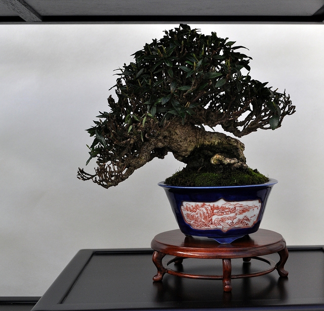 BSA 6th annual exhibition march 2012 074.jpg