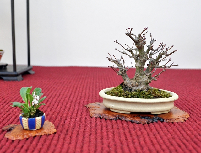 BSA 6th annual exhibition march 2012 099.jpg