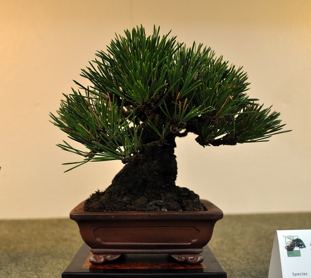BSA 6th annual exhibition march 2012 123.jpg