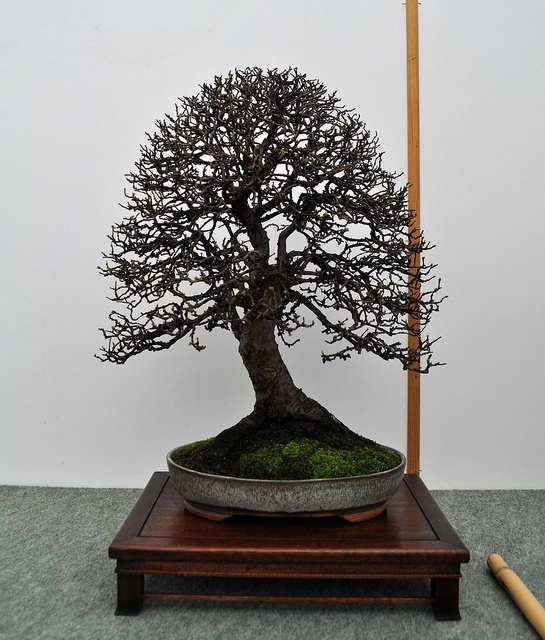 BSA 6th annual exhibition march 2012 162.jpg