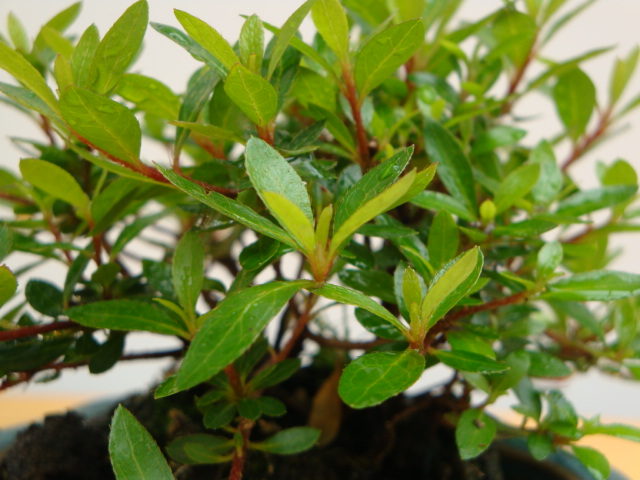 DSC08780.JPG
