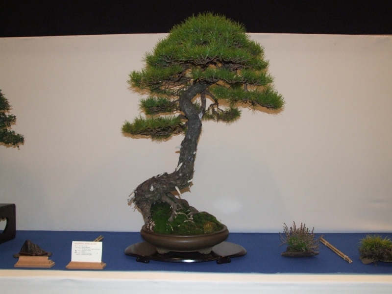 Noelanders Trophy XIII 20-01-2012 3b.jpg