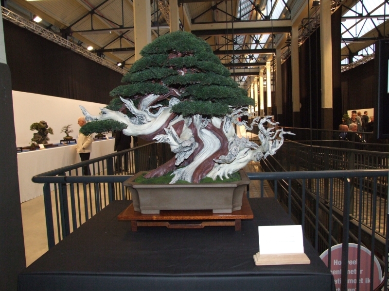 Noelanders Trophy XIII 2012 artifical bonsai by Paul Finch.jpg