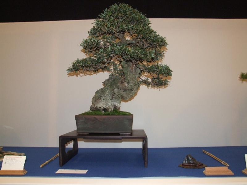 Noelanders Trophy XIII 2012 4a.jpg