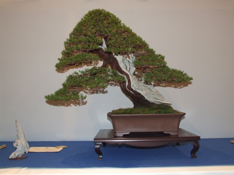 Noelanders Trophy XIII 2012 9b.jpg