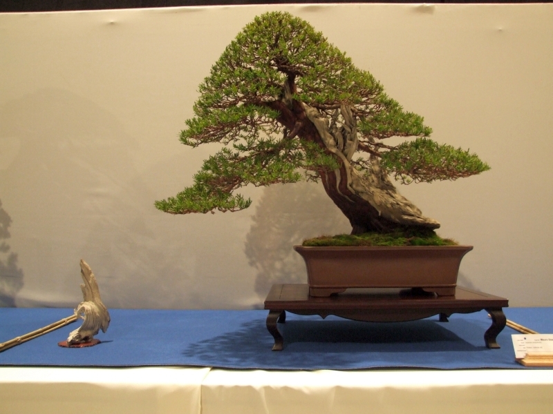 Noelanders Trophy XIII 2012 9g.jpg