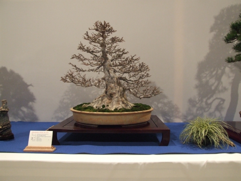 Noelanders Trophy XIII 2012 12a.jpg