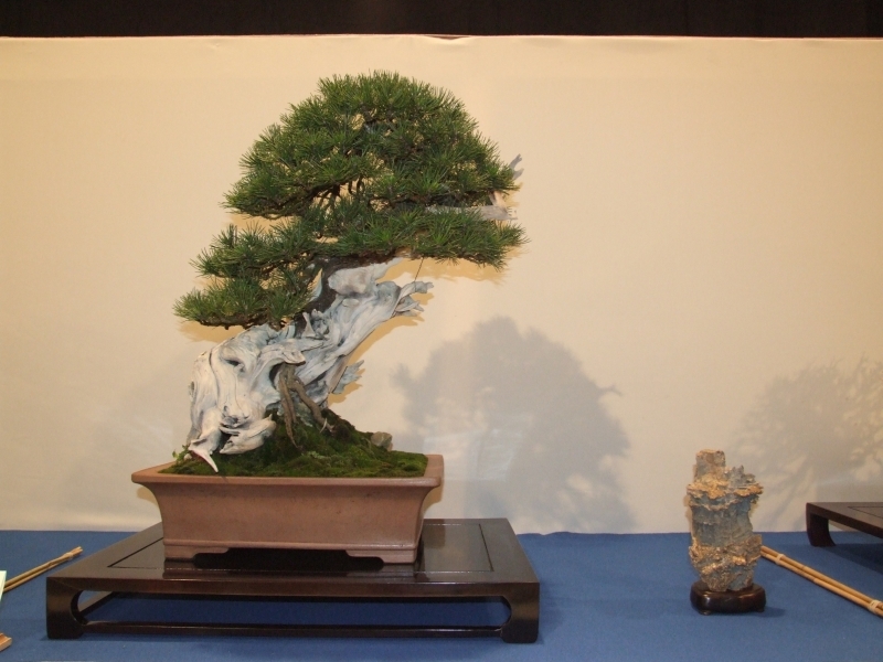 Noelanders Trophy XIII 2012 13a.jpg